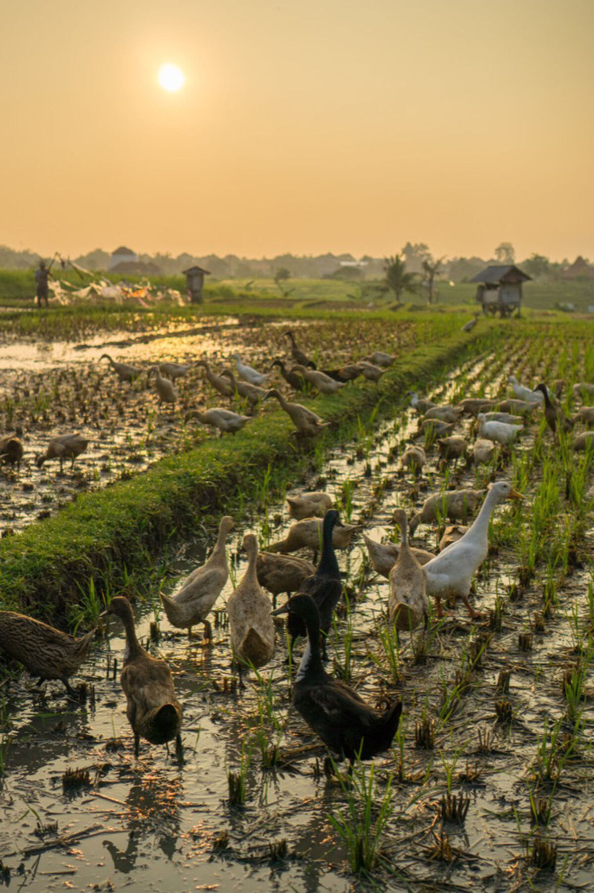 Sotis Villas Canggu Dış mekan fotoğraf