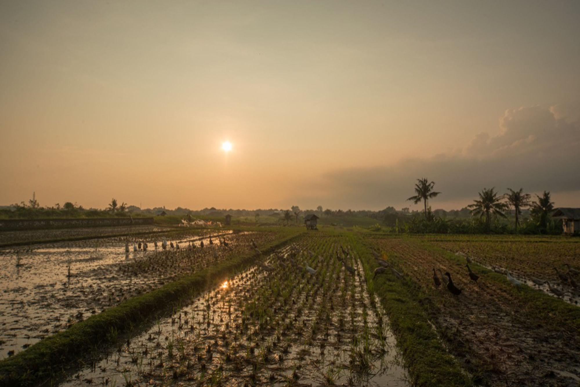 Sotis Villas Canggu Dış mekan fotoğraf